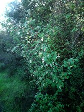 Ribes indecorum Plant